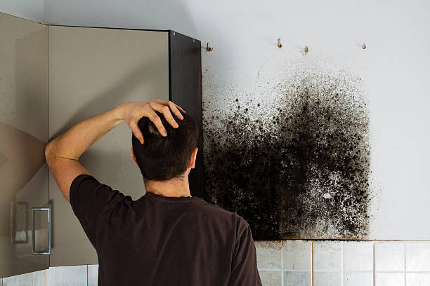 West Haven, CT Mold Removal Company